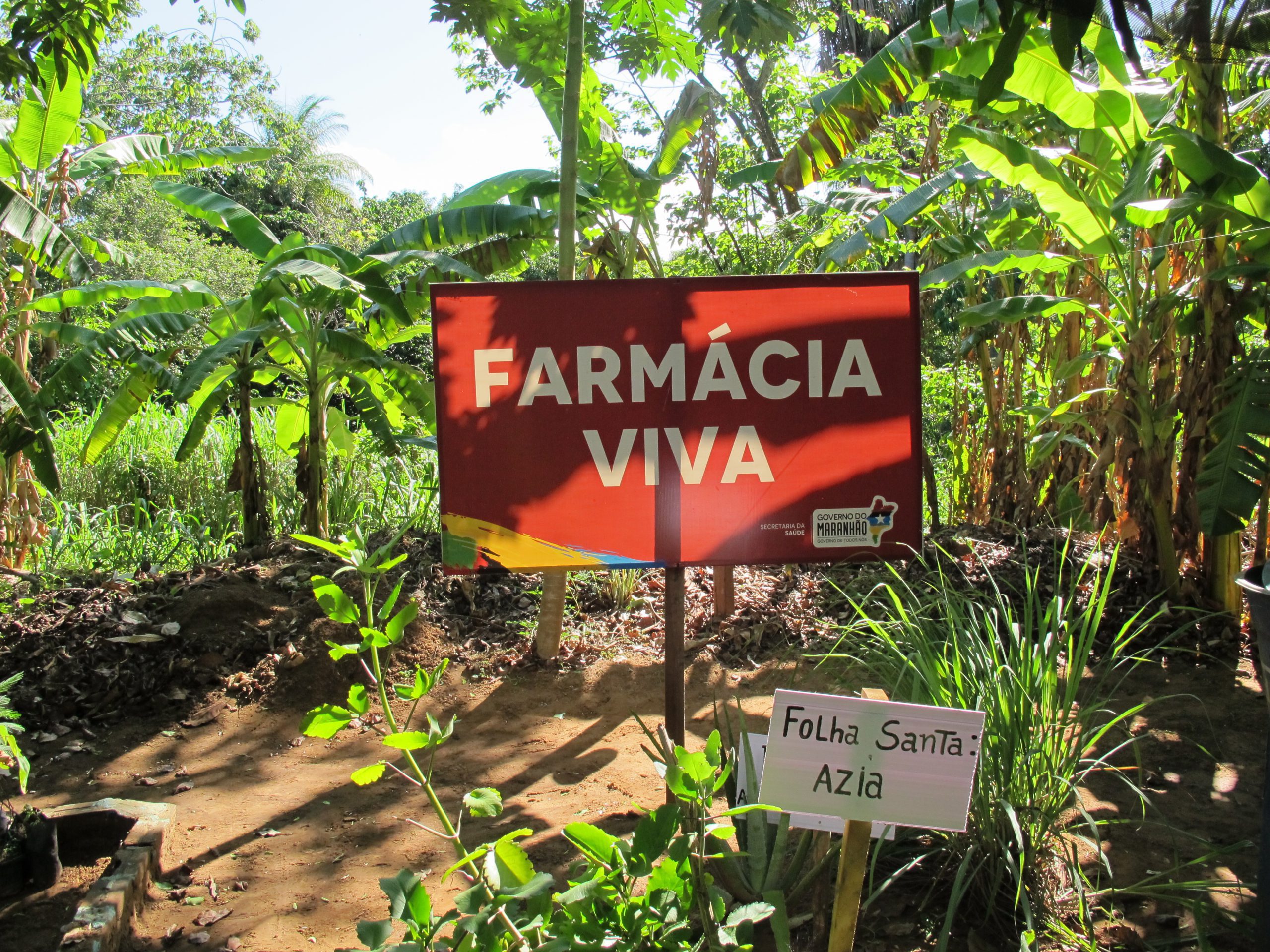 Um olhar crítico para os 15 anos das políticas de plantas medicinais e de PICS