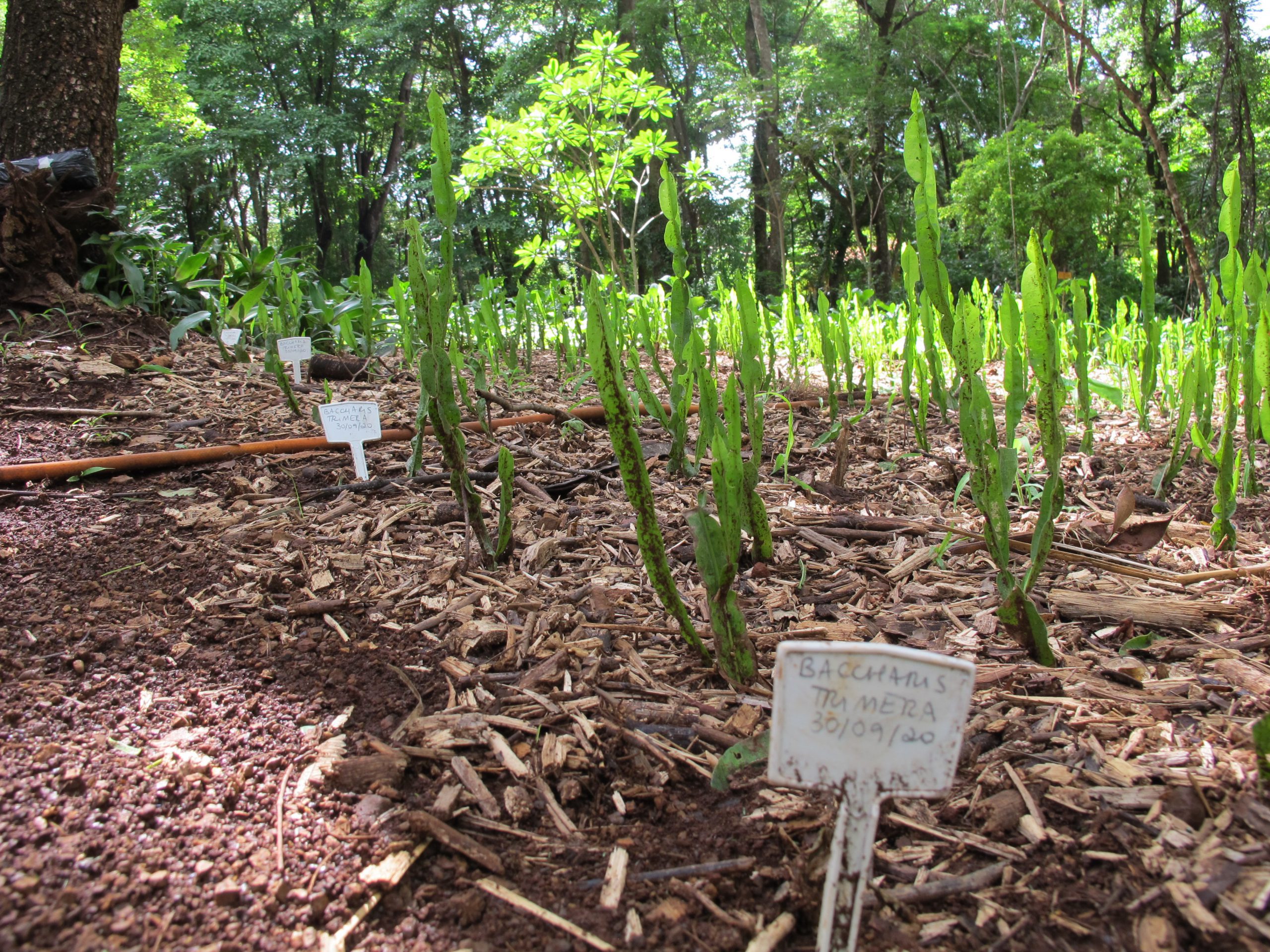 Cultivo de plantas medicinais/Foto: Pedro Carlessi