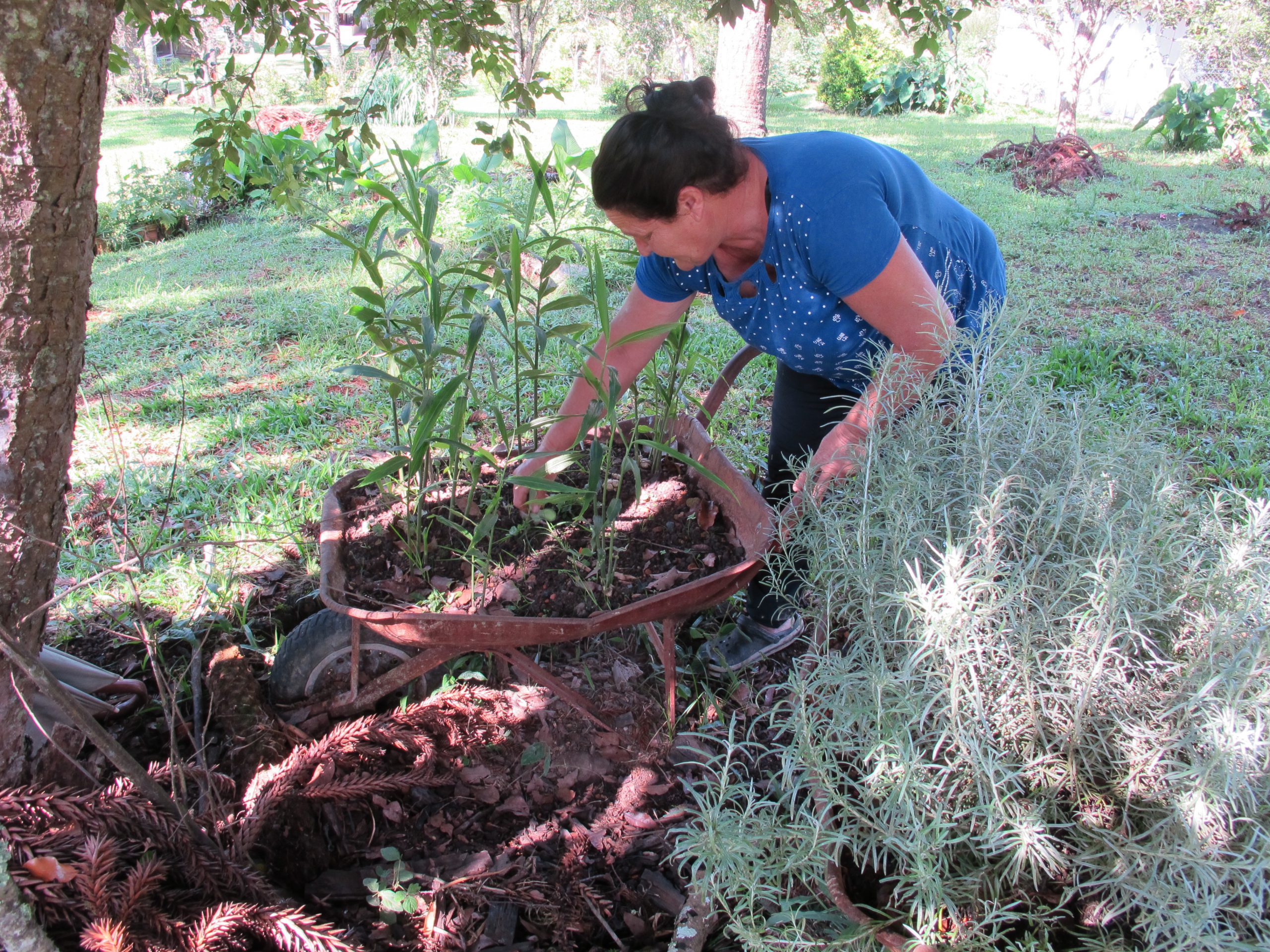Hortos e jardins medicinais são base da fitoterapia no SUS, debate live do ObservaPICS