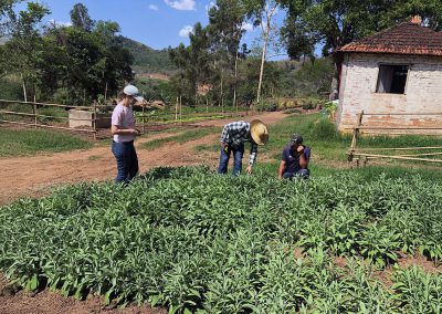 Área de cultivo da Farmácia Viva de Itajubá/MG. Foto/Divulgação: Gabriela Guimarães.