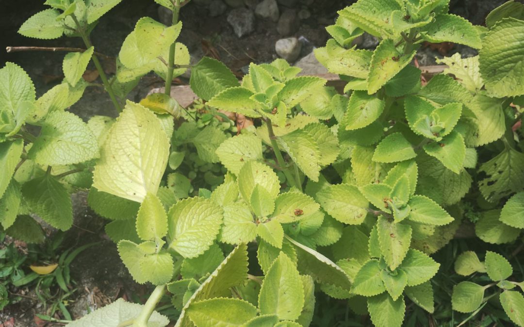 Últimos dias para participar de edição da Saúde em Debate sobre plantas medicinais    