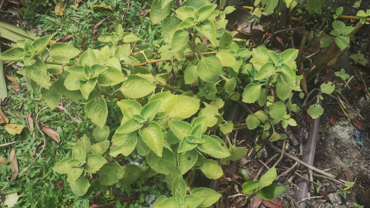 Estados participantes do SBV